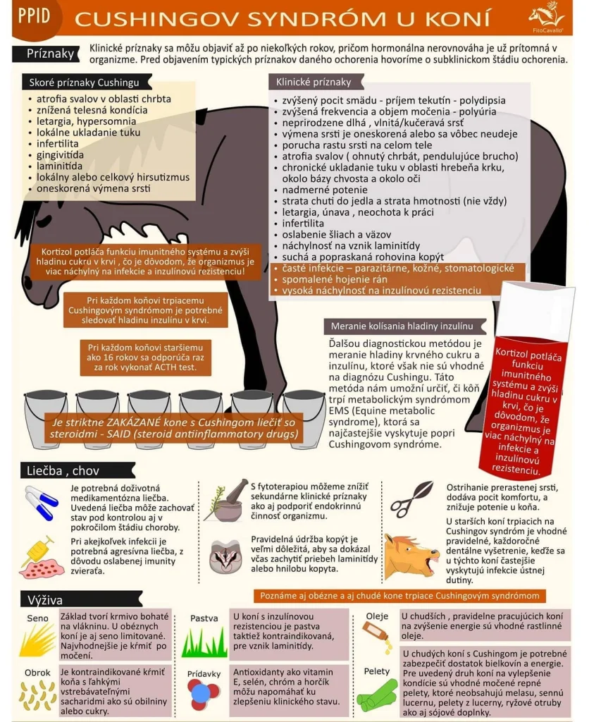 Cushingov syndróm u koní #fitoanimalsk #kone #fytoterapia #horselove #cushingdisease